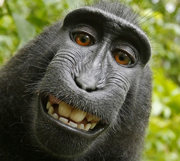 Monkey selfie case: judge rules animal cannot own his photo copyright